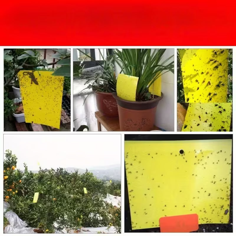 Hârtie galbenă pentru prinderea insectelor